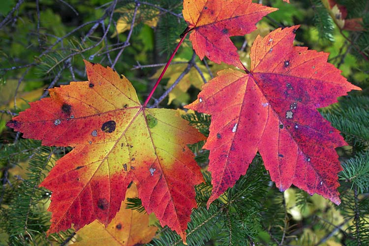 Red Maple Leaves