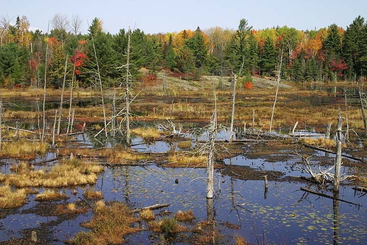 Algoma Swamp