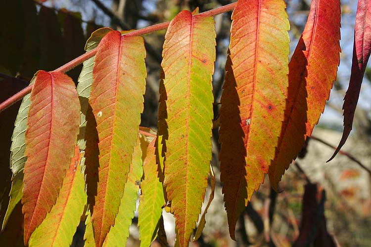 Sumac