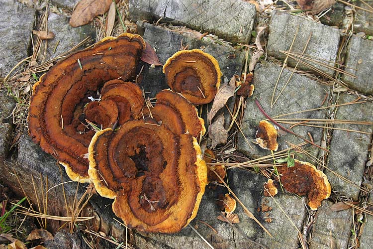 Bracket Fungus