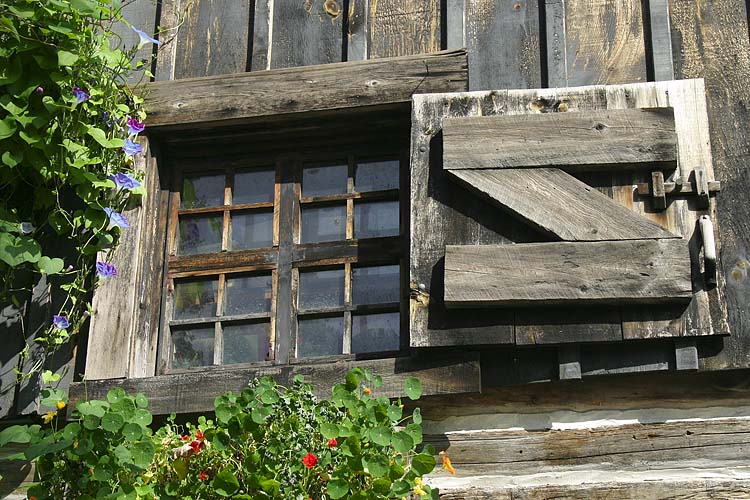 Window with Morning Glories
