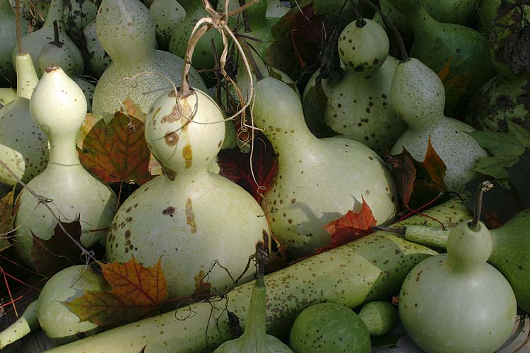 Drying Gourds