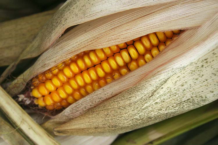 Corn