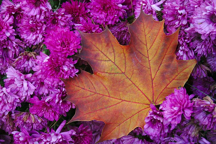 Maple & Mums
