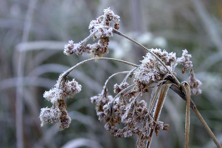 Crystal Bullrush