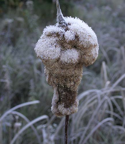 Frosty Cone