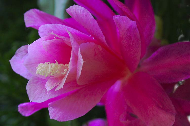 Orchid Cactus