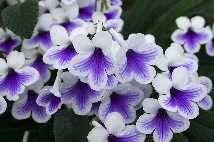 Streptocarpus