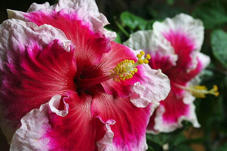 Favourite Pink