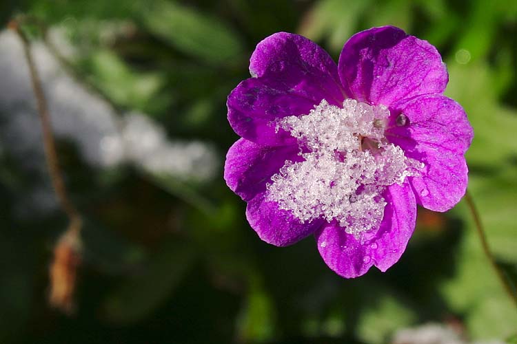 First Snow