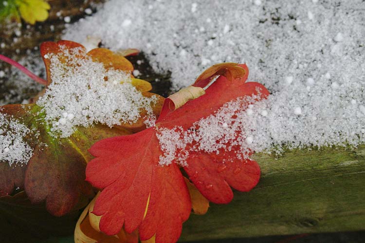 Battle of the Seasons