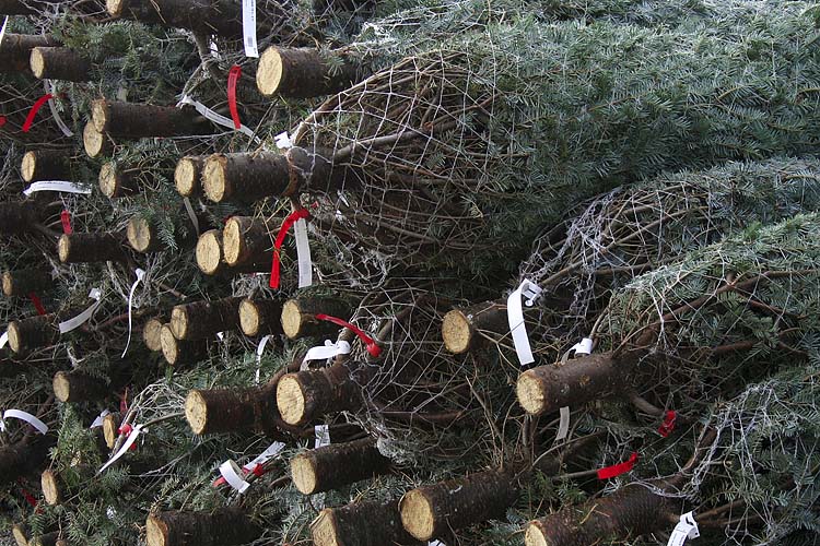 Annual Tree Harvest