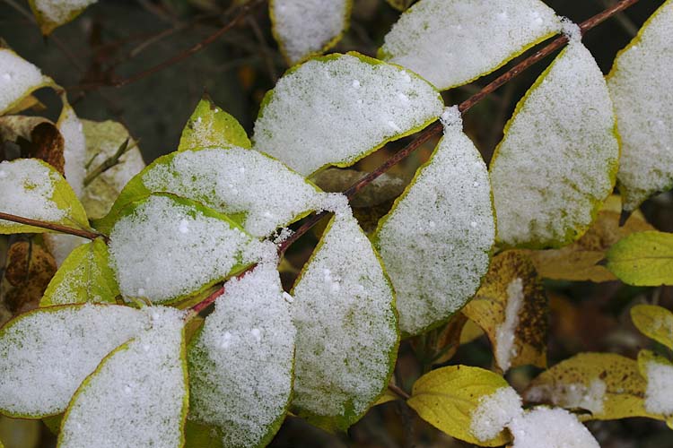 Snowy Leaves
