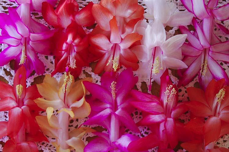 Christmas Cactus