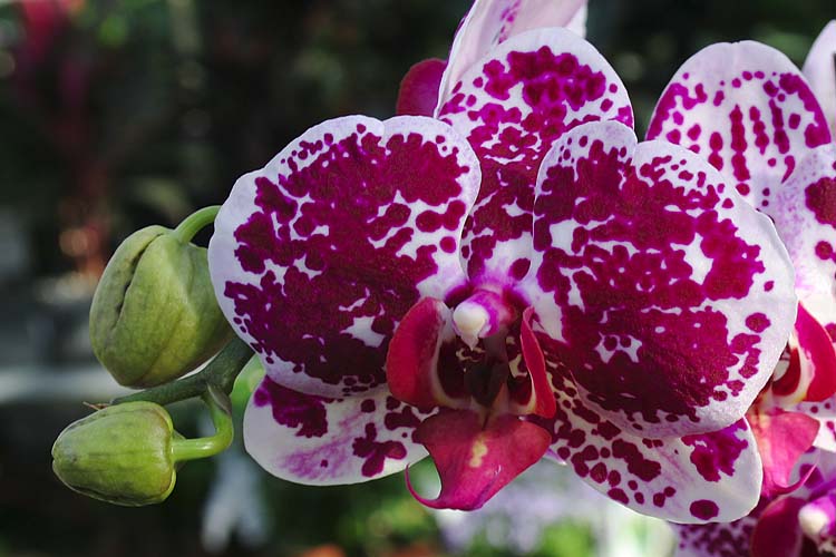 Moth Orchid