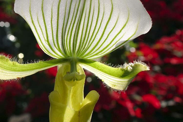 Lady Slipper Orchid