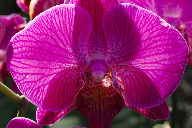 Moth Orchid