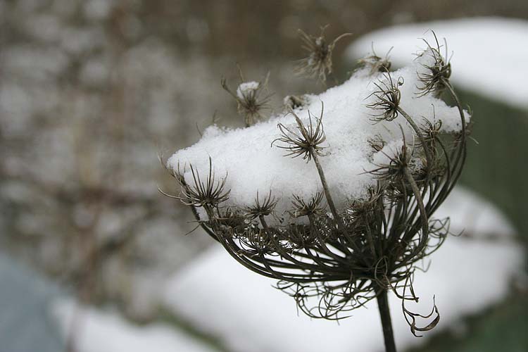 Queen Anne\'s Lace