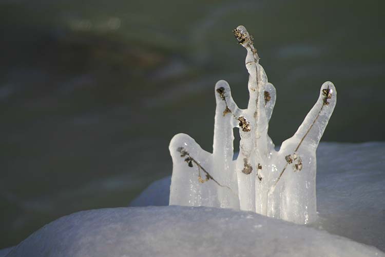 Ice Sculpture