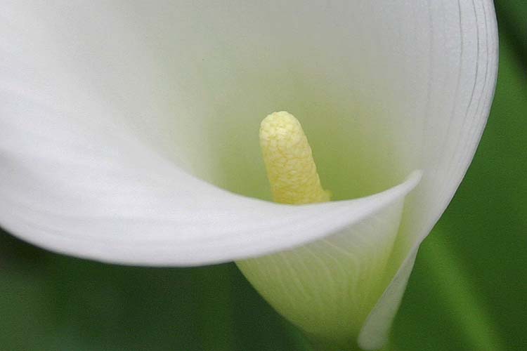 Calla Lily