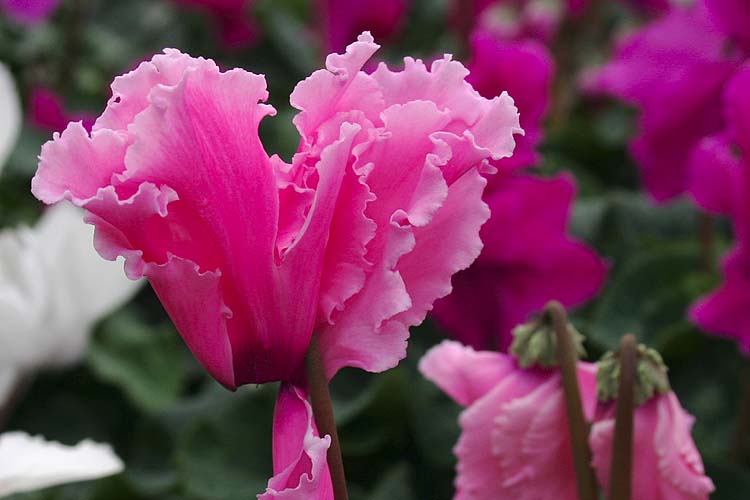 Cyclamen