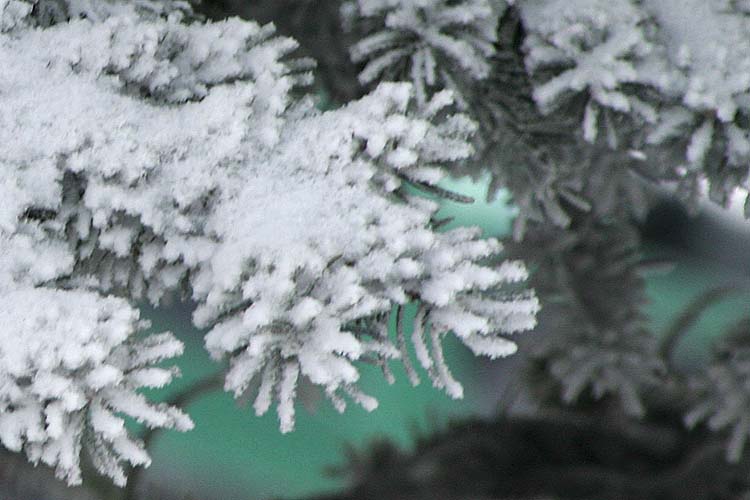 Frosted Pine