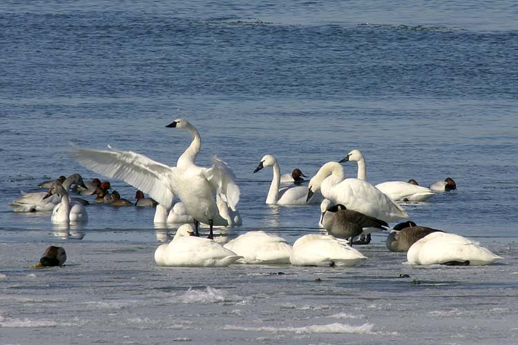 Swans on the Niagara