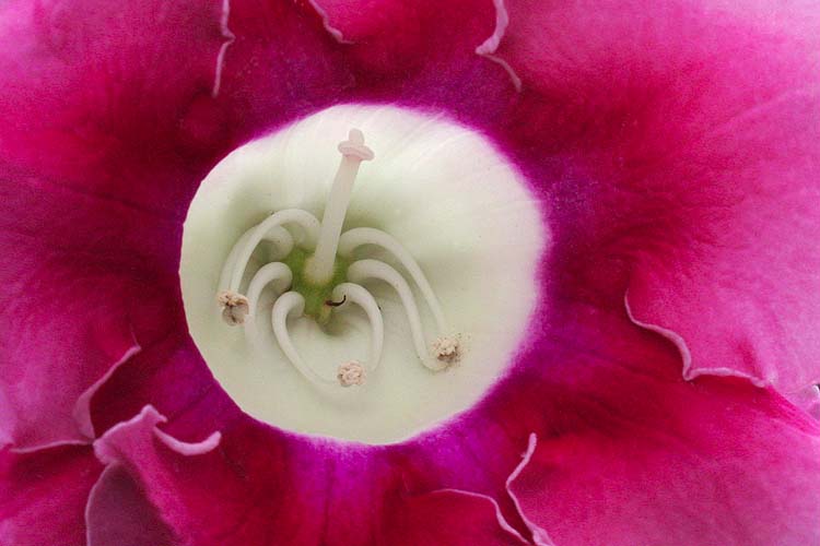 Gloxinia
