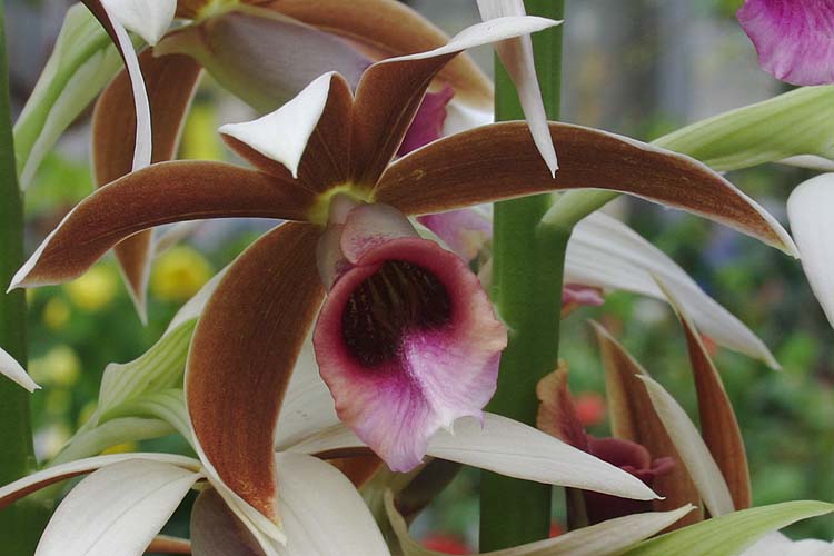 Orchid