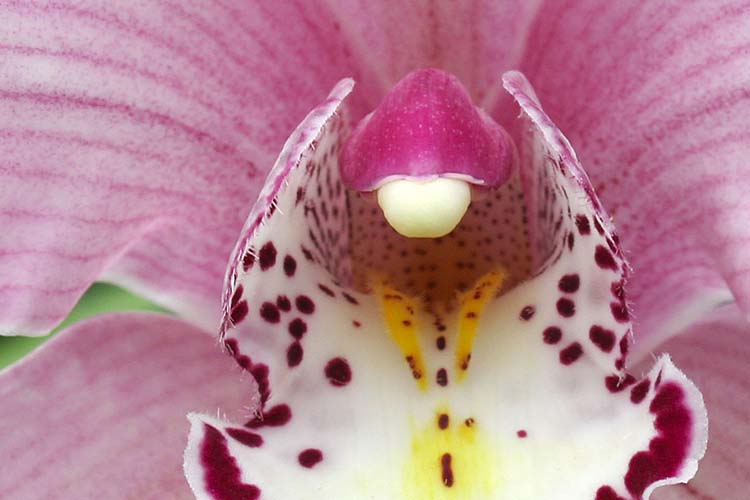 Orchid Intimacy
