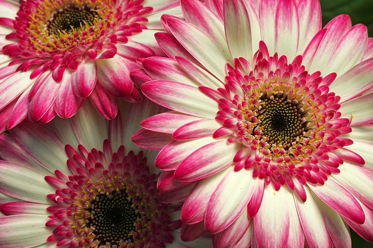 Gerbera Daisies
