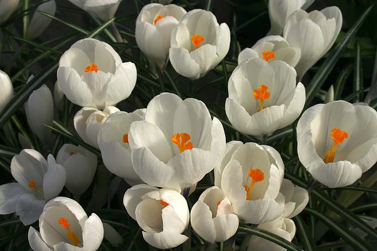 Promise of Spring
