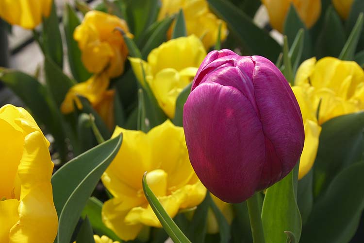 Tulips
