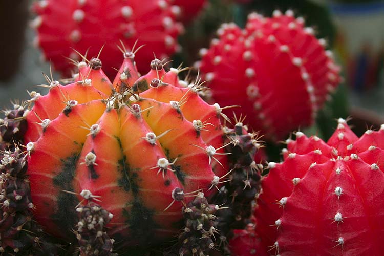 Red Pincushions