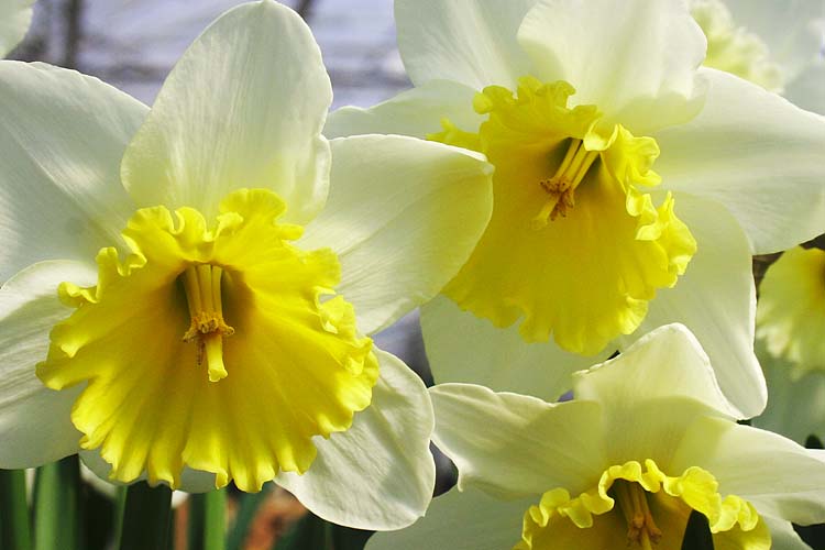 Daffodils