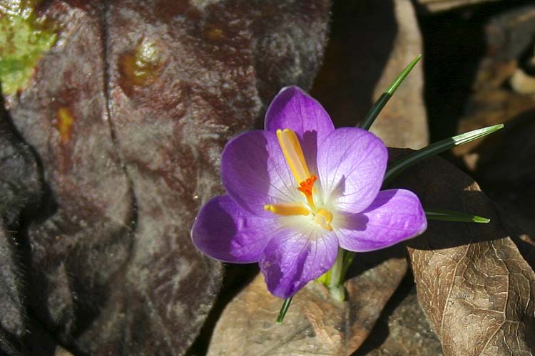 First Crocus