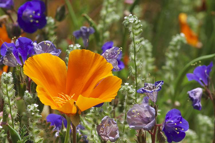 Mexican Gold Poppy