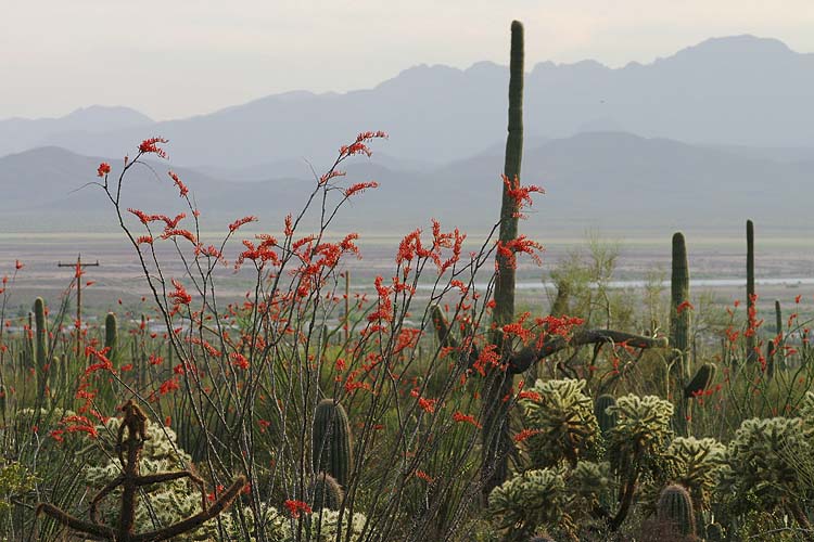 Ocotillo & Saguaro