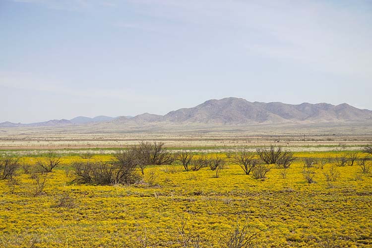Spring Wildflowers