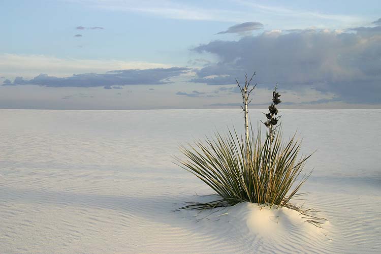 Lonely Yucca