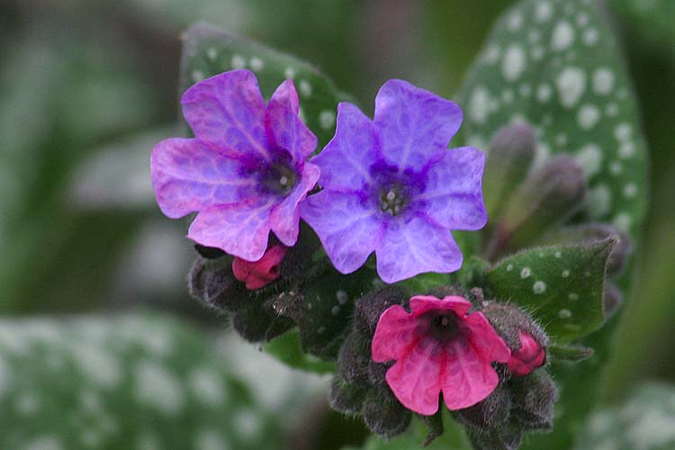 Tri-Colour Blooms