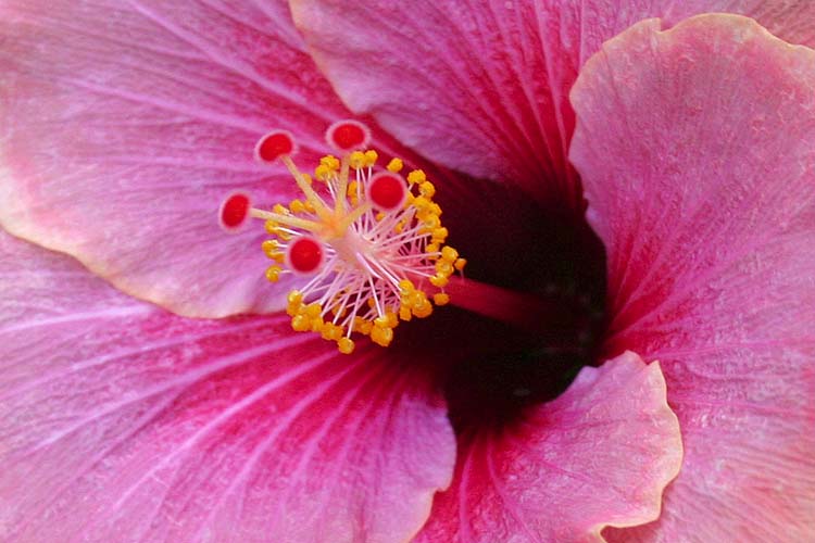First Bloom