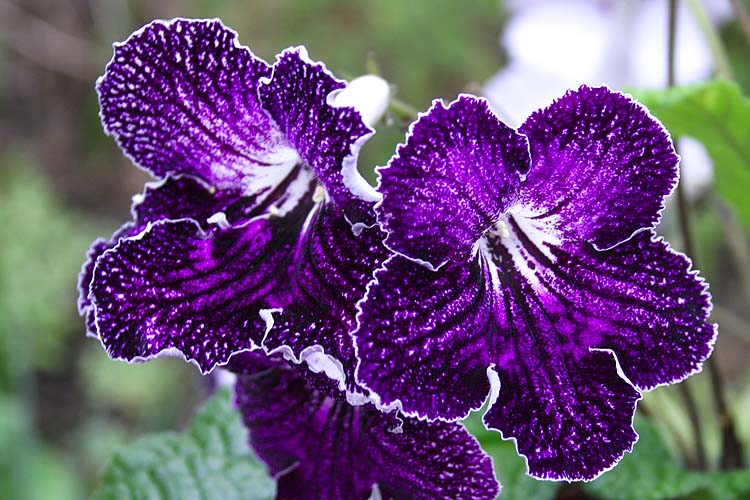 Dark Purple