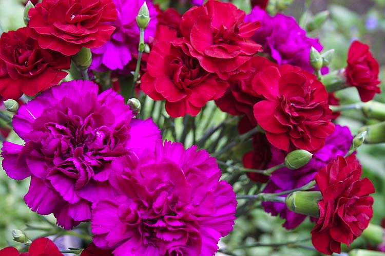 Birthday Flowers