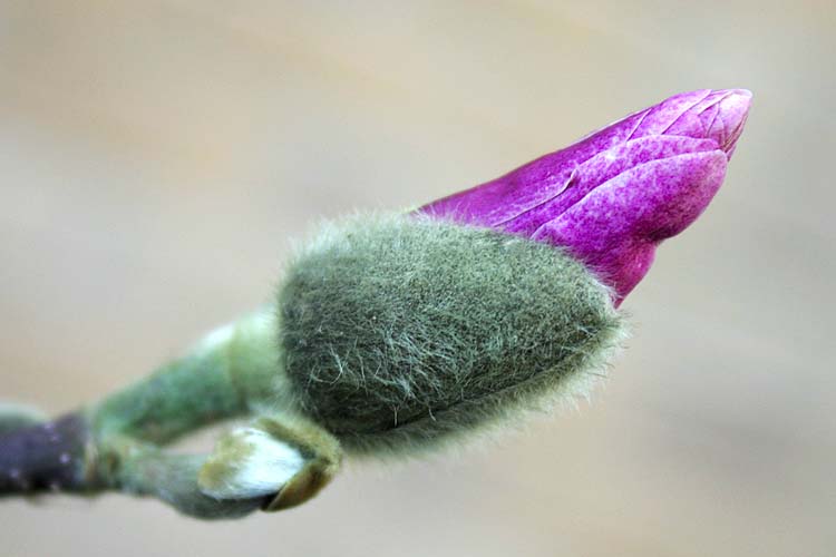 Opening Bud