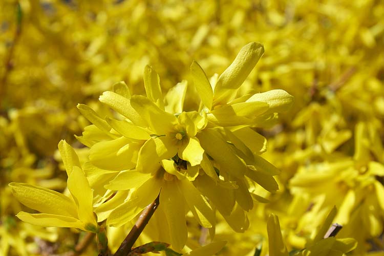 Mellow Yellow