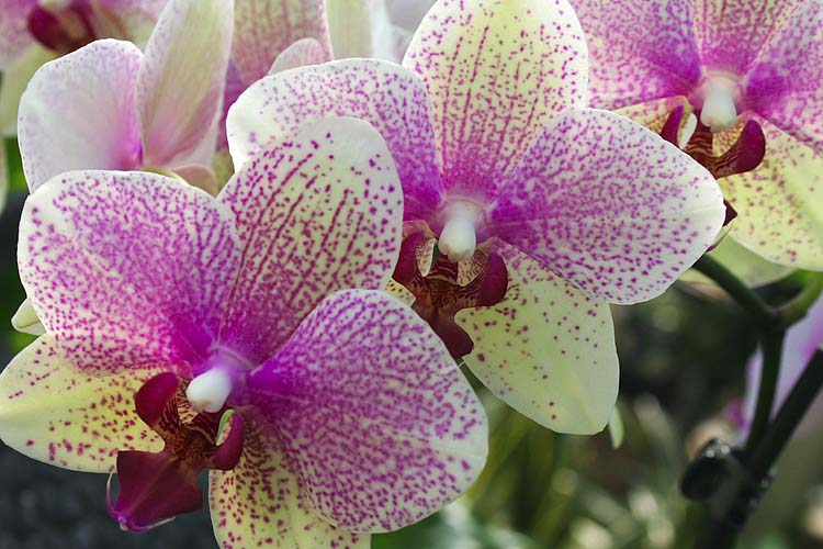 Moth Orchids