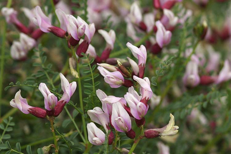 American Vetch