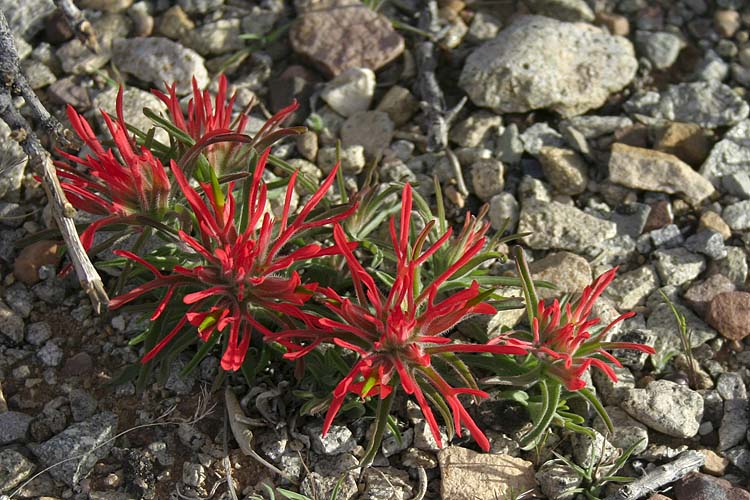 Indian Paintbrush