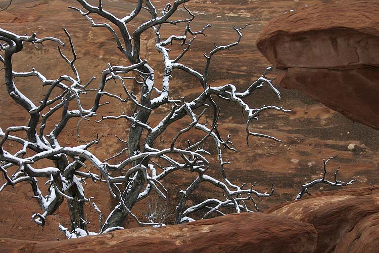 Tree with Snow